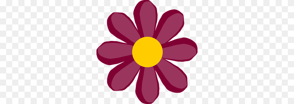 Flower Anemone, Dahlia, Daisy, Petal Free Transparent Png