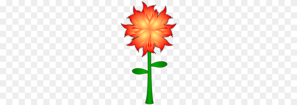 Flower Dahlia, Plant, Petal Free Png