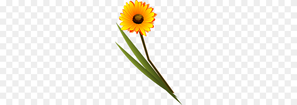 Flower Daisy, Petal, Plant, Sunflower Png