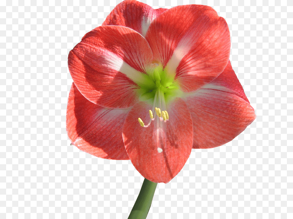 Flower Plant, Geranium, Amaryllis Png