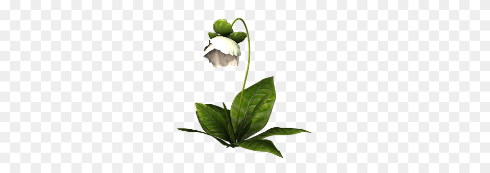Flower Leaf, Plant, Bud, Sprout Free Png Download