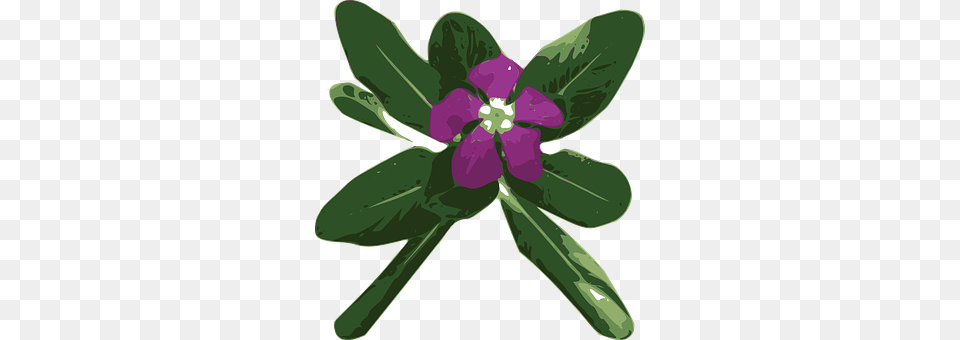 Flower Leaf, Plant, Purple, Petal Free Png Download