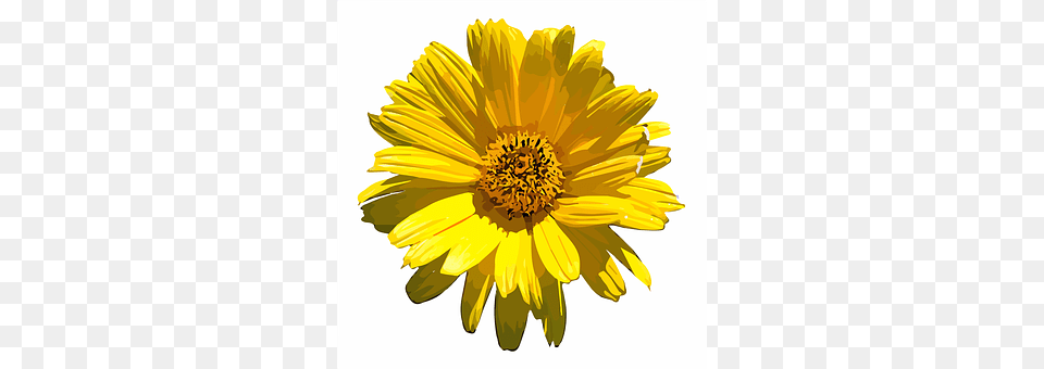 Flower Daisy, Plant, Petal, Sunflower Free Transparent Png