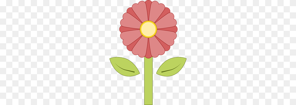 Flower Daisy, Petal, Plant, Dahlia Png Image