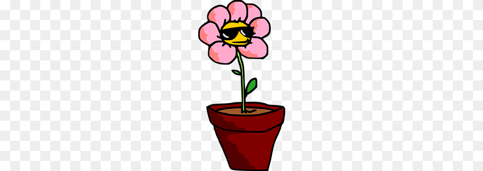 Flower Petal, Plant, Potted Plant, Daisy Png Image