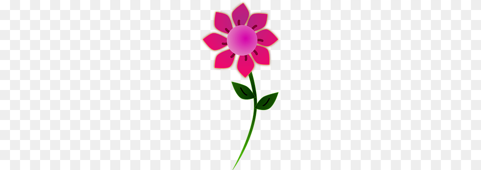 Flower Anemone, Dahlia, Daisy, Petal Free Png Download