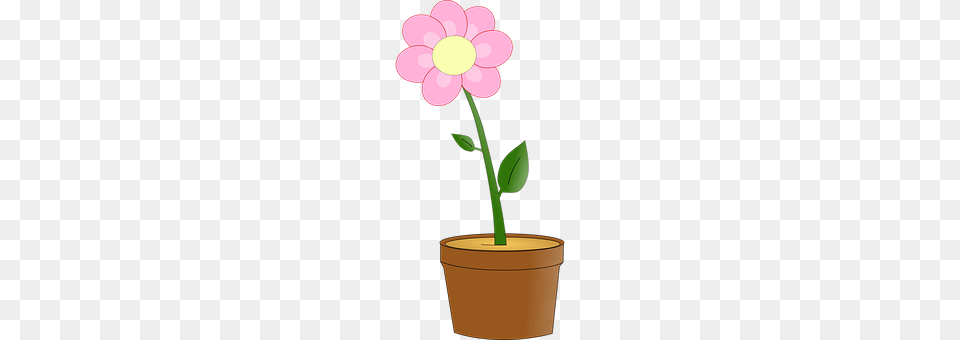 Flower Daisy, Petal, Plant, Geranium Png