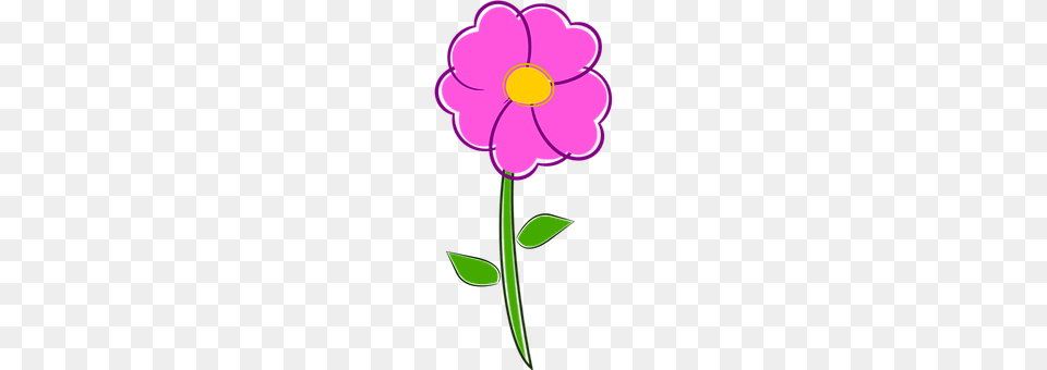 Flower Anemone, Daisy, Petal, Plant Png Image