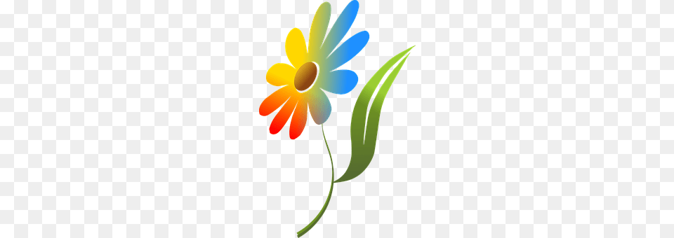 Flower Daisy, Petal, Plant, Anemone Free Png