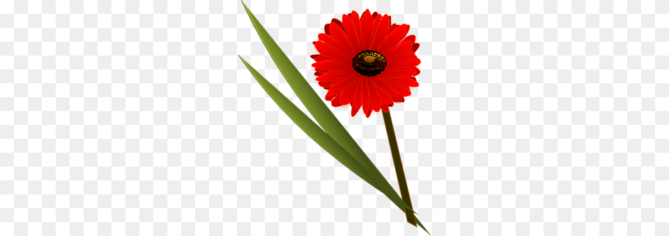 Flower Daisy, Petal, Plant, Anemone Png