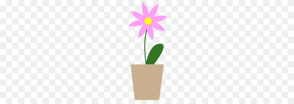 Flower Daisy, Plant, Petal, White Board Free Png Download