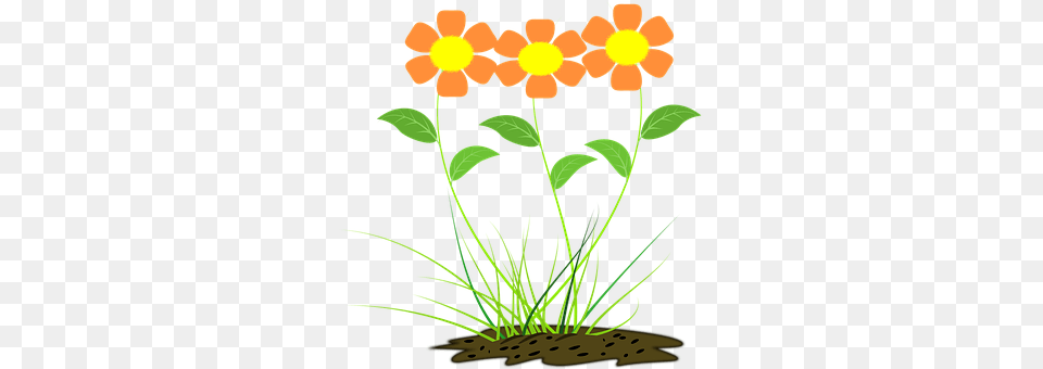 Flower Plant, Petal, Pattern, Graphics Free Transparent Png