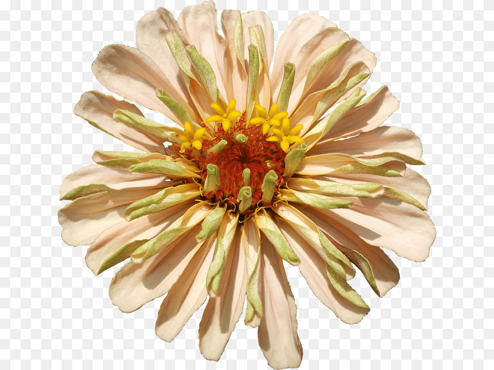 Flower Daisy, Petal, Plant, Pollen Free Png