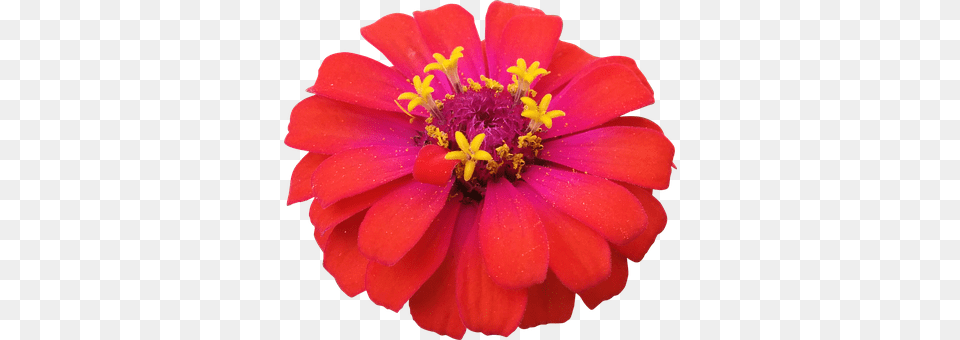 Flower Dahlia, Daisy, Petal, Plant Free Png