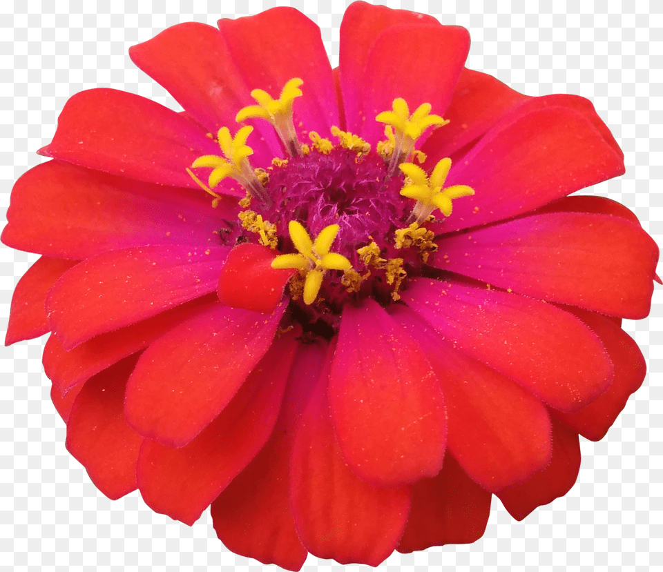 Flower Dahlia, Daisy, Petal, Plant Png Image