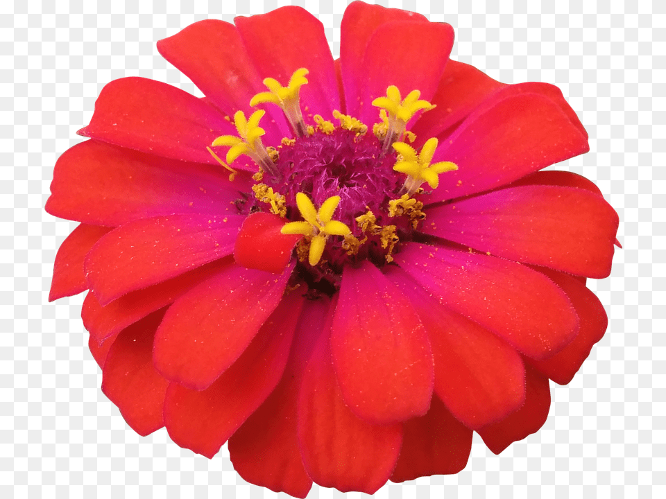 Flower Daisy, Petal, Plant, Pollen Free Png Download