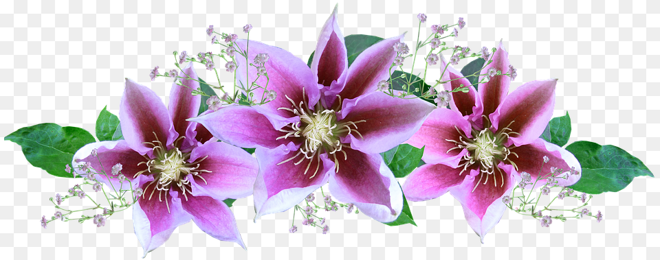 Flower, Anther, Plant, Pollen, Flower Arrangement Free Transparent Png