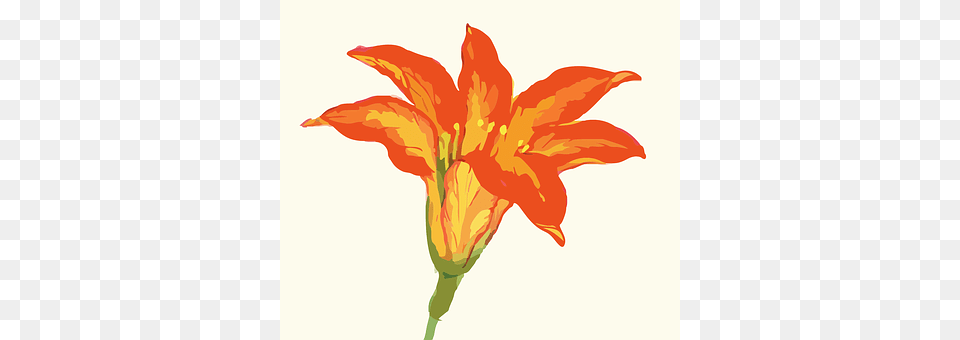 Flower Lily, Plant Free Png Download