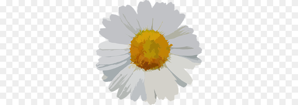 Flower Daisy, Plant, Person, Anemone Free Png Download