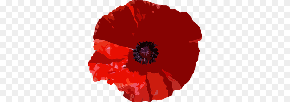 Flower Plant, Poppy, Person Free Transparent Png