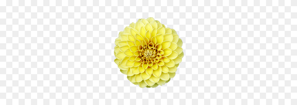 Flower Dahlia, Plant, Chandelier, Lamp Png Image