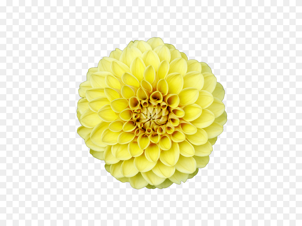 Flower Dahlia, Plant, Petal Free Png