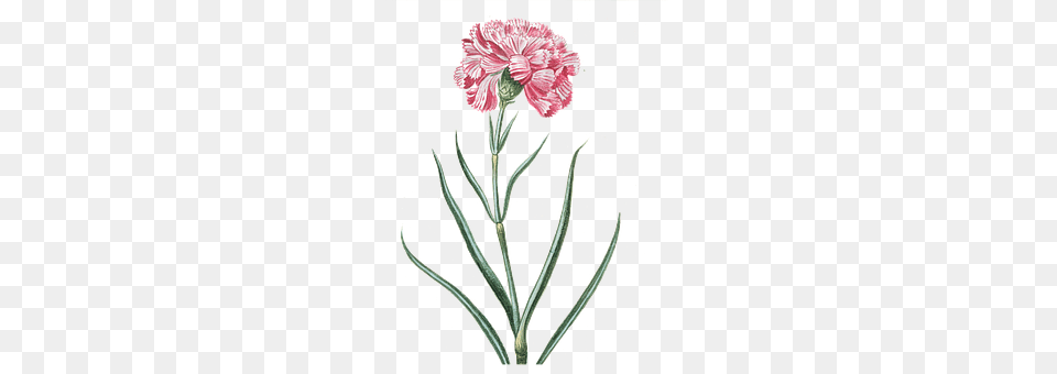 Flower Carnation, Plant Free Png Download