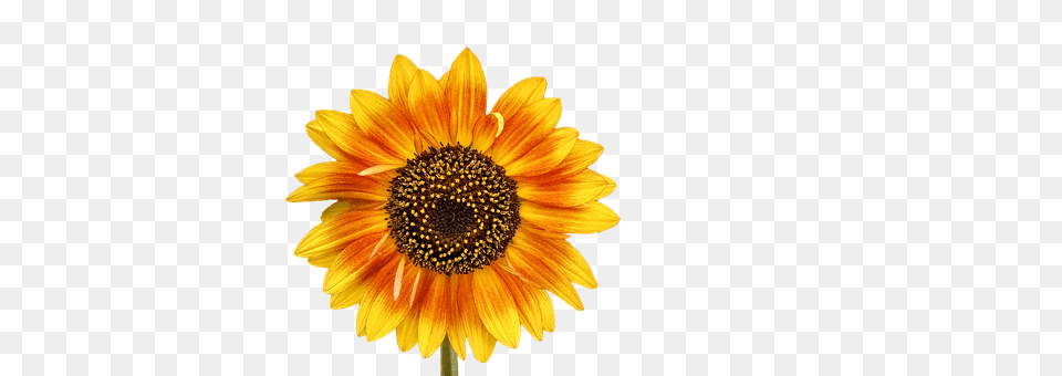 Flower Plant, Sunflower, Daisy Png Image