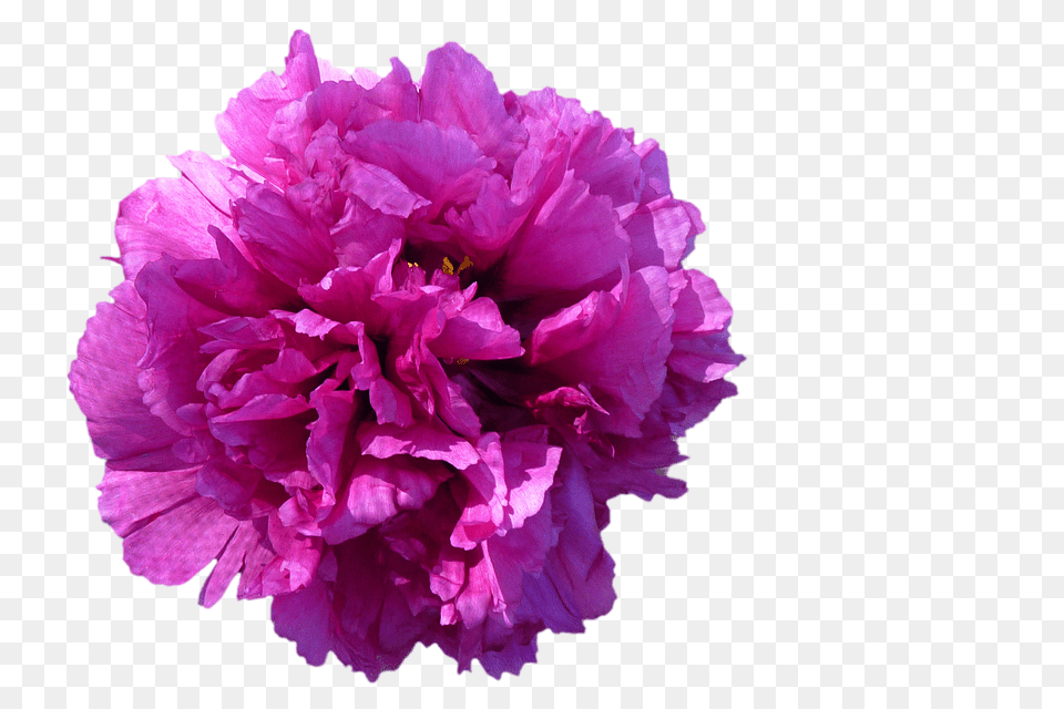 Flower Carnation, Geranium, Plant, Peony Free Transparent Png