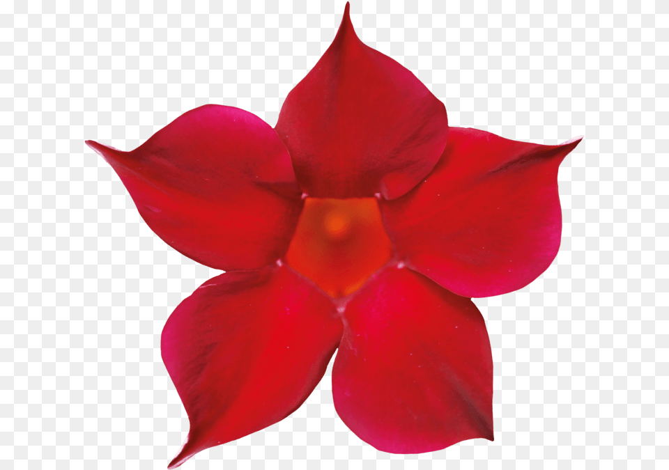 Flower 2021, Petal, Plant, Person Png