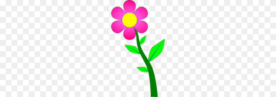 Flower Anemone, Daisy, Petal, Plant Png