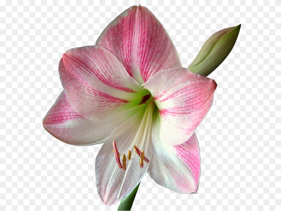 Flower Plant, Amaryllis Free Png