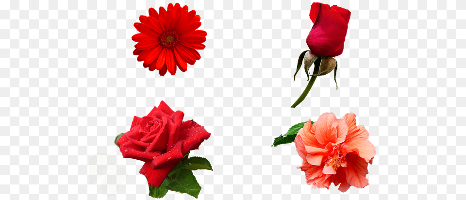 Flower, Plant, Rose, Petal, Geranium Free Png