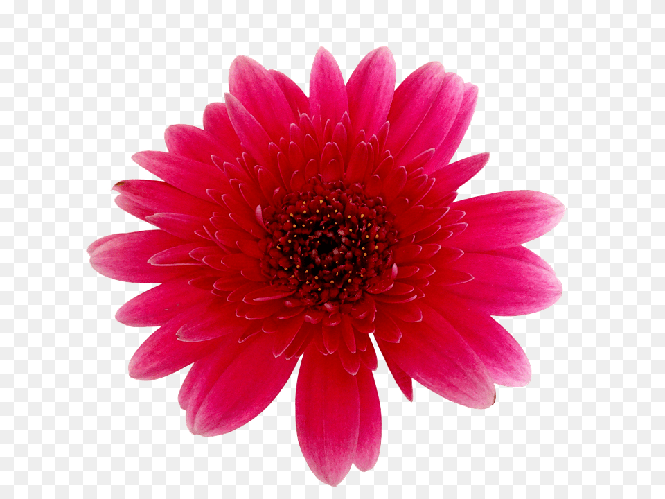 Flower Dahlia, Daisy, Petal, Plant Free Png