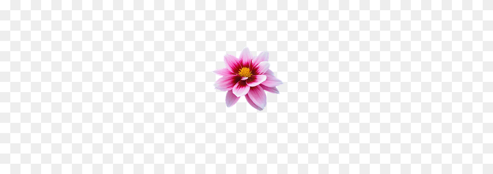 Flower Dahlia, Petal, Plant, Anemone Png Image