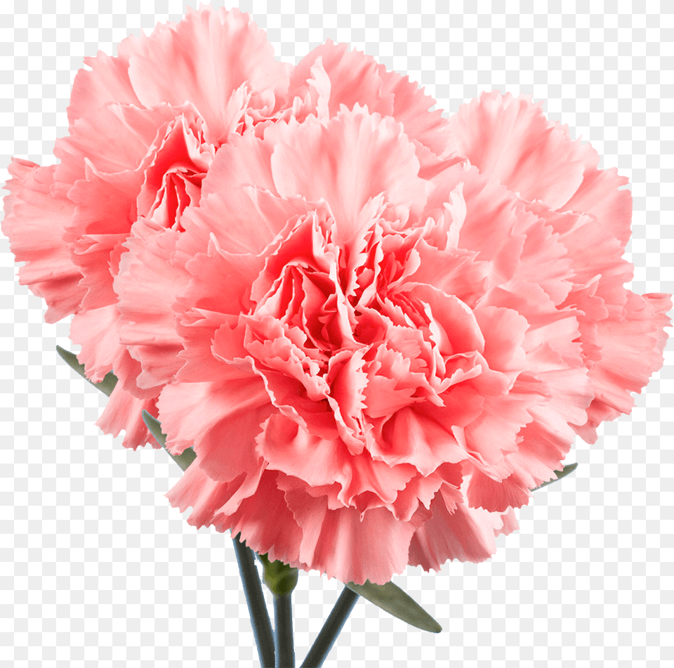 Flower, Carnation, Plant, Rose Png Image