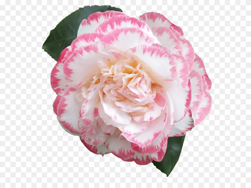 Flower Carnation, Plant, Rose, Petal Png