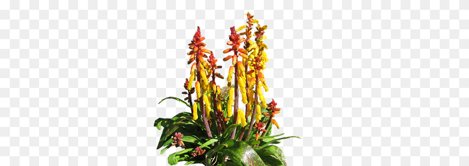 Flower Flower Arrangement, Plant, Acanthaceae Png Image