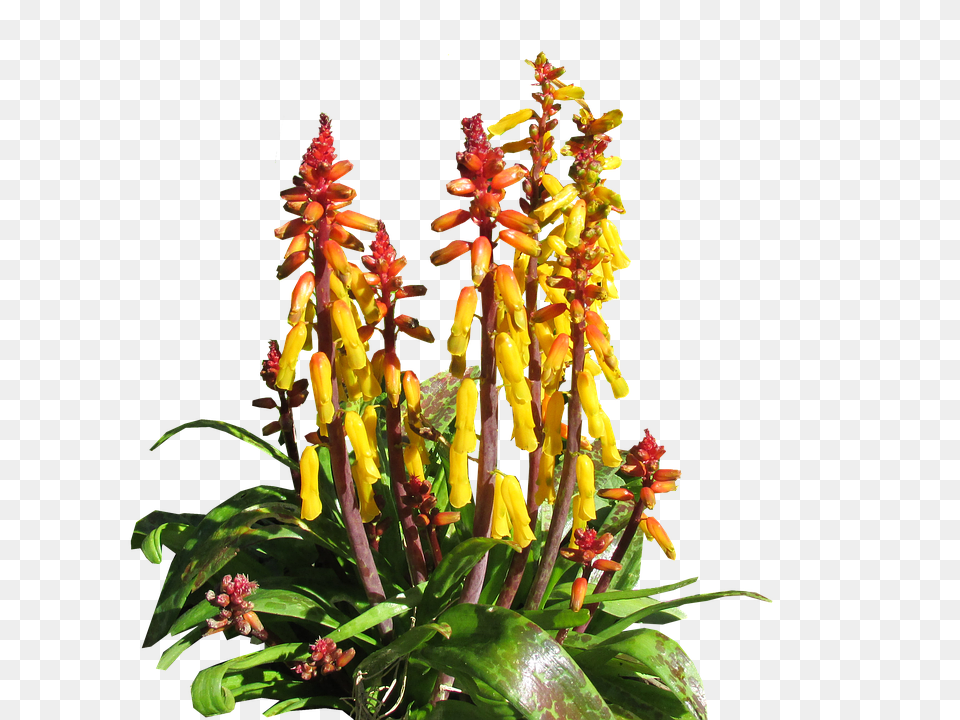 Flower Acanthaceae, Flower Arrangement, Plant, Pollen Free Png