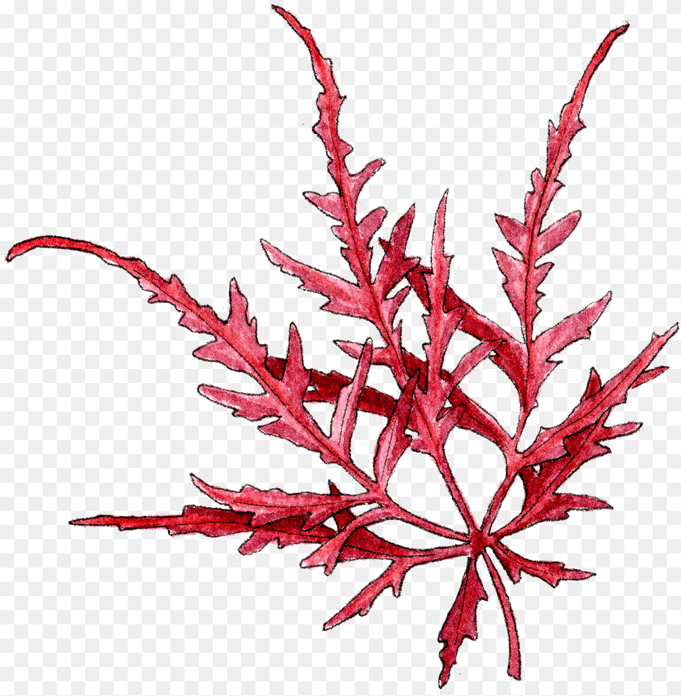 Flower, Leaf, Plant, Tree, Outdoors Free Transparent Png