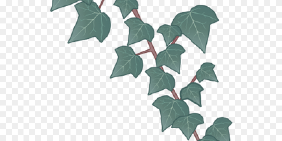 Flower, Leaf, Plant, Ivy, Vine Png
