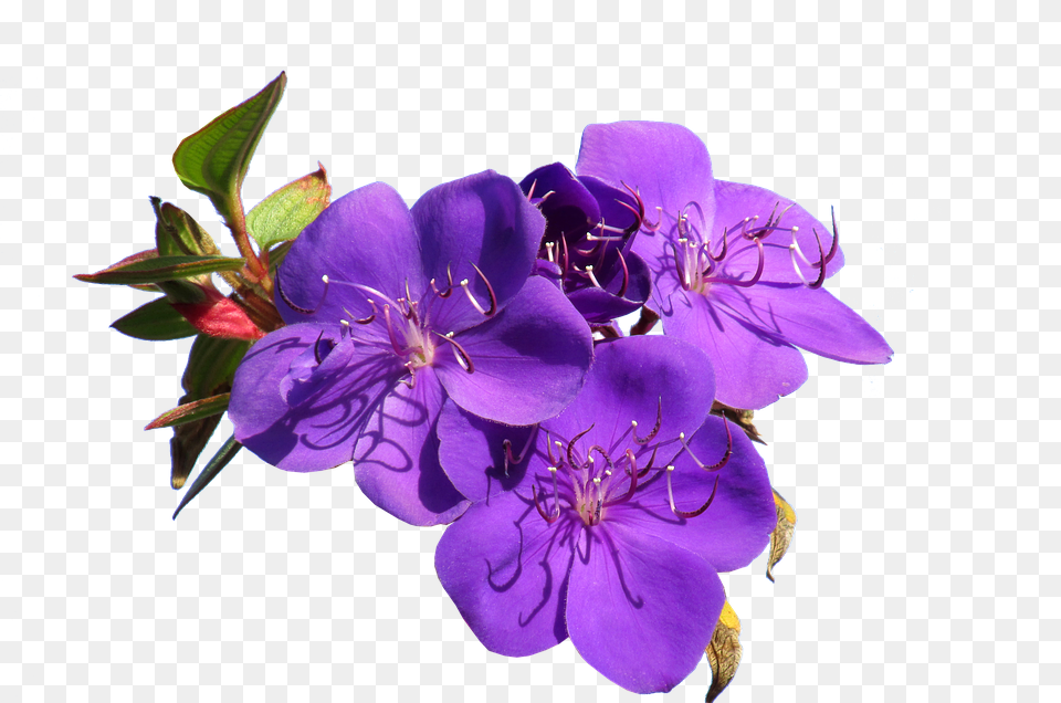Flower Geranium, Plant, Purple, Pollen Free Png Download