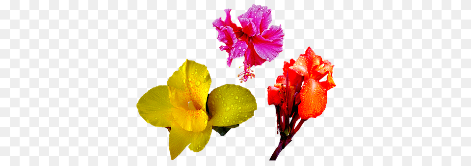 Flower Plant, Petal, Person Free Png Download