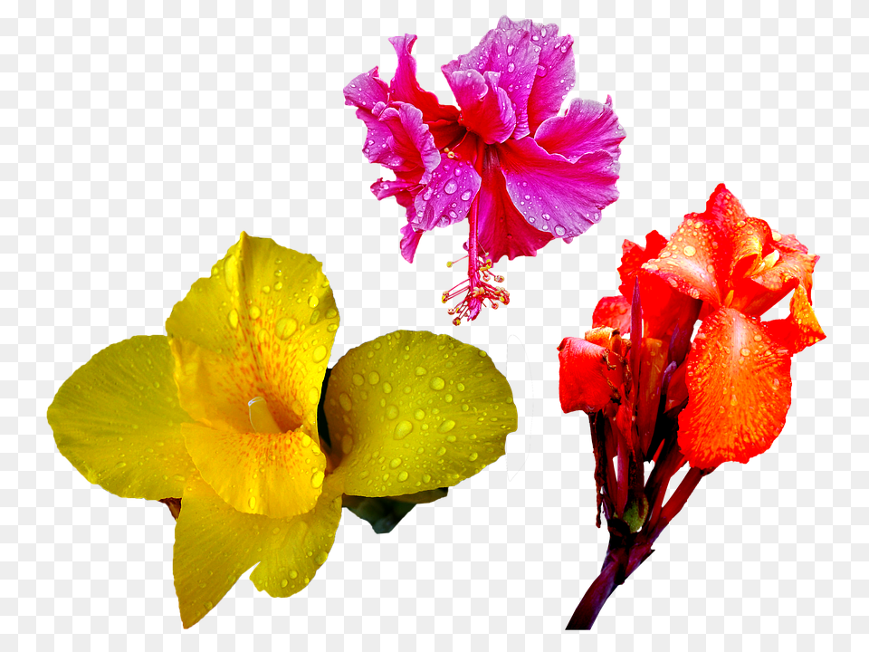 Flower Geranium, Petal, Plant, Pollen Png Image