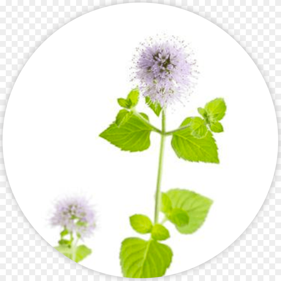 Flower, Herbal, Herbs, Leaf, Mint Png Image
