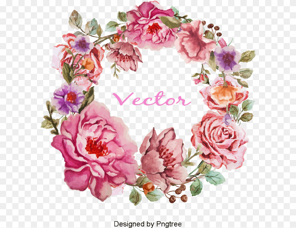 Flower, Plant, Rose, Carnation Free Png