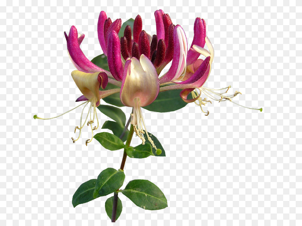 Flower Anther, Plant, Pollen, Acanthaceae Free Png