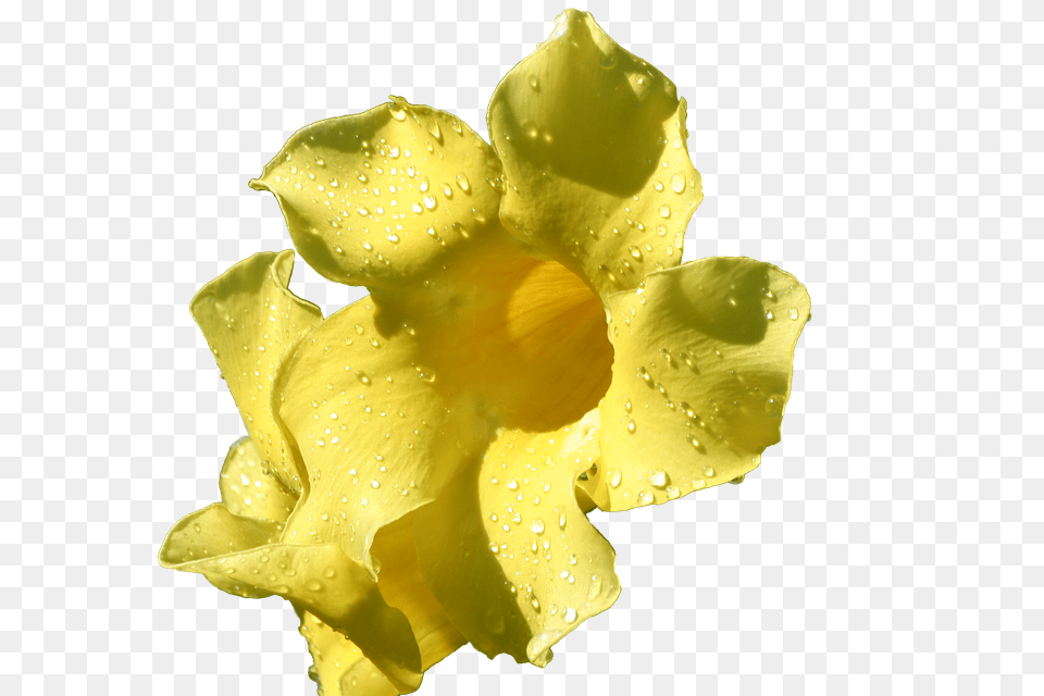 Flower Daffodil, Petal, Plant, Rose Free Png Download