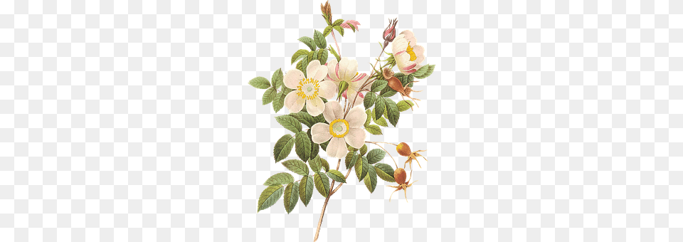 Flower Anemone, Plant, Petal, Leaf Png Image