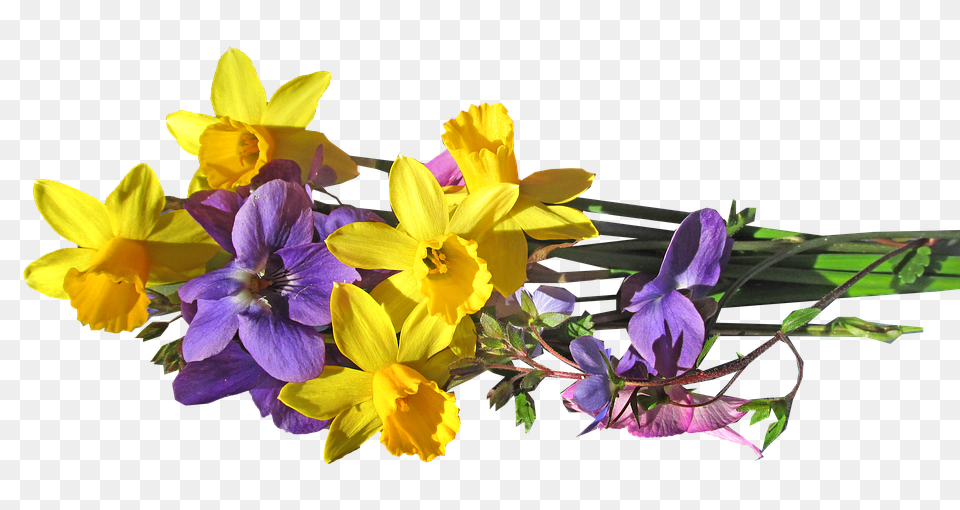 Flower Flower Arrangement, Plant, Daffodil, Flower Bouquet Png